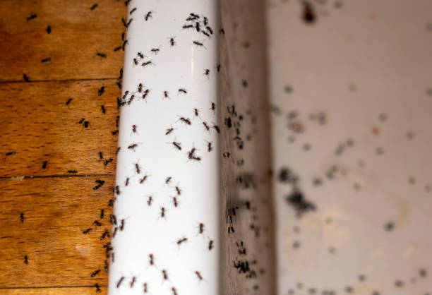 Flea Control Services in Port Hueneme, CA
